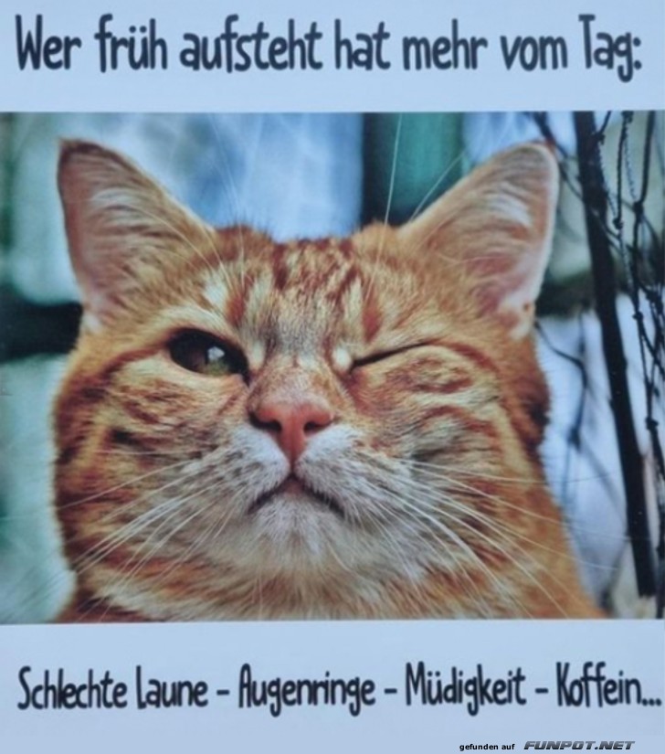 Frühes Aufstehen: Die Katzenperspektive! Frühes Aufstehen: Die Katzenperspektive!