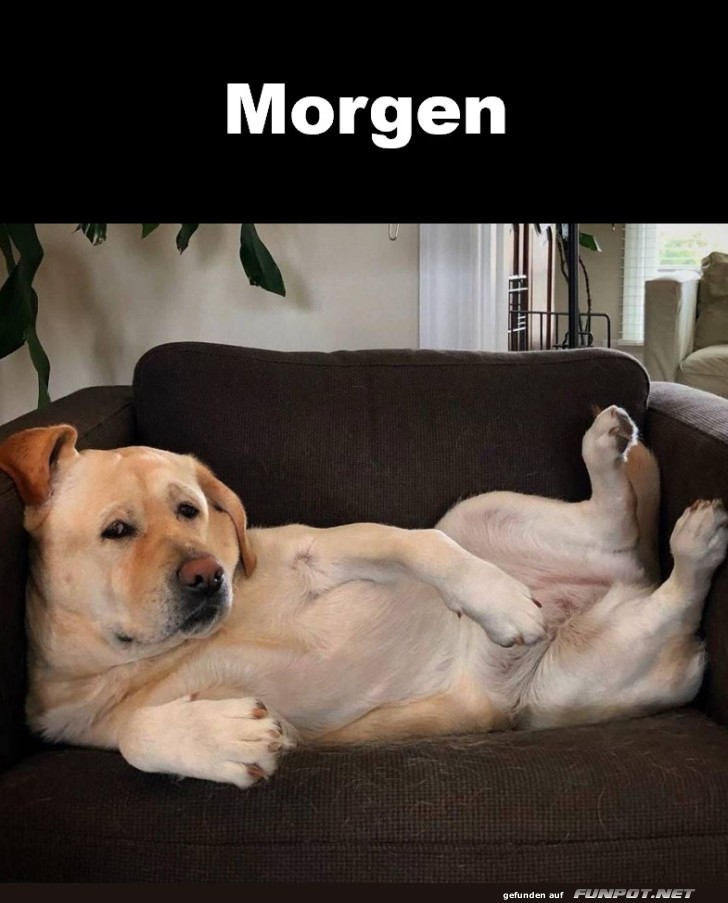 Guten Morgen Guten Morgen