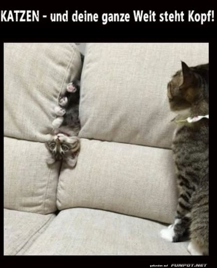 Katzen Katzen