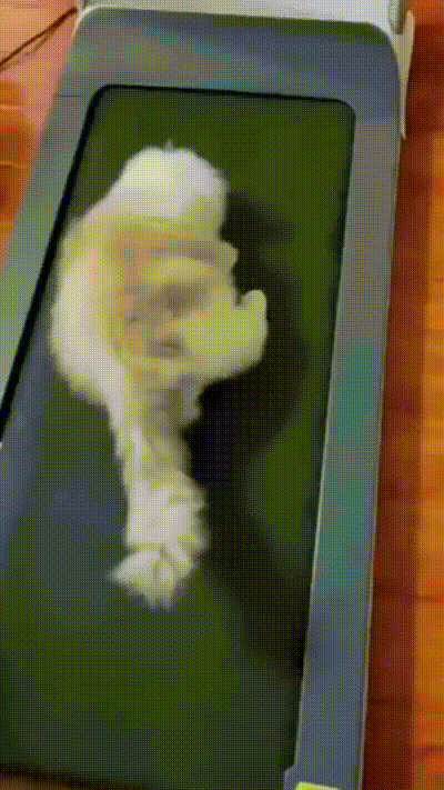 Die Katze mag das Laufband Die Katze mag das Laufband