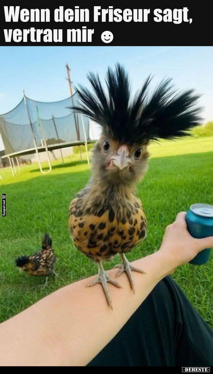 Vogel mit Rockstar-Frisur: Vertrauen ist alles! Vogel mit Rockstar-Frisur: Vertrauen ist alles!