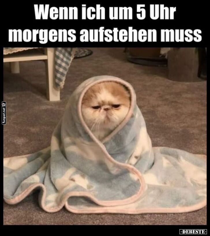 Frühaufsteh-Kater im Kuscheldecken-Modus Frühaufsteh-Kater im Kuscheldecken-Modus