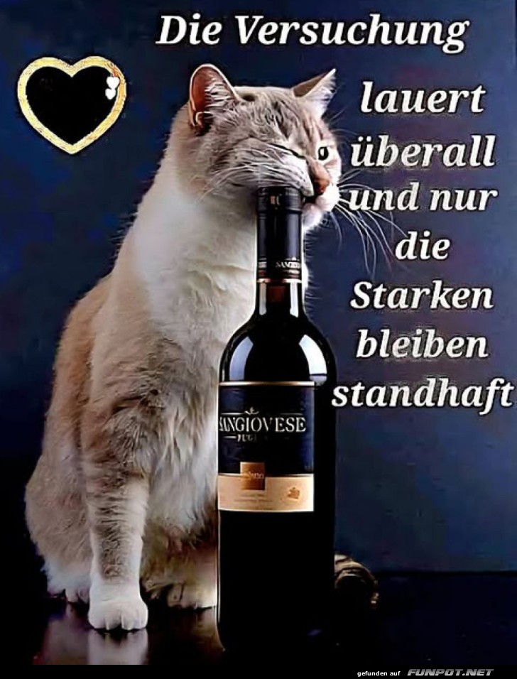 Kater Carlo und die Wein-Versuchung