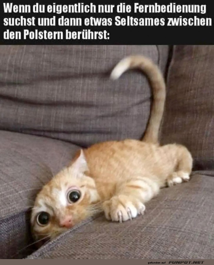 Die Überraschung im Sofa! Die Überraschung im Sofa!