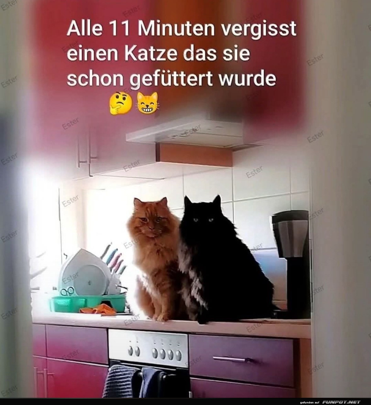 Katzen und das Futter-Phnomen!