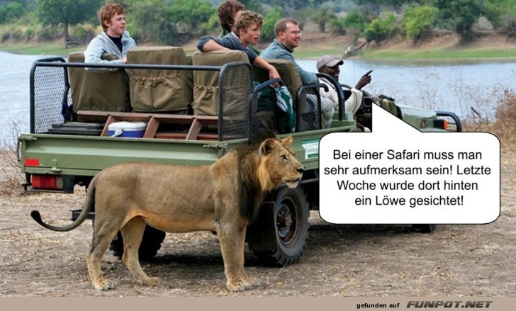 Safari-Guides: Löwen übersehen leicht gemacht! Safari-Guides: Löwen übersehen leicht gemacht!