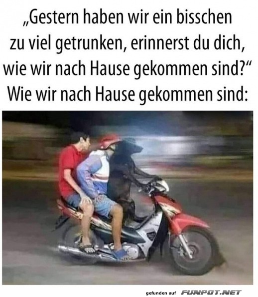 Hund fährt Vespa nach feuchtfröhlicher Nacht Hund fährt Vespa nach feuchtfröhlicher Nacht