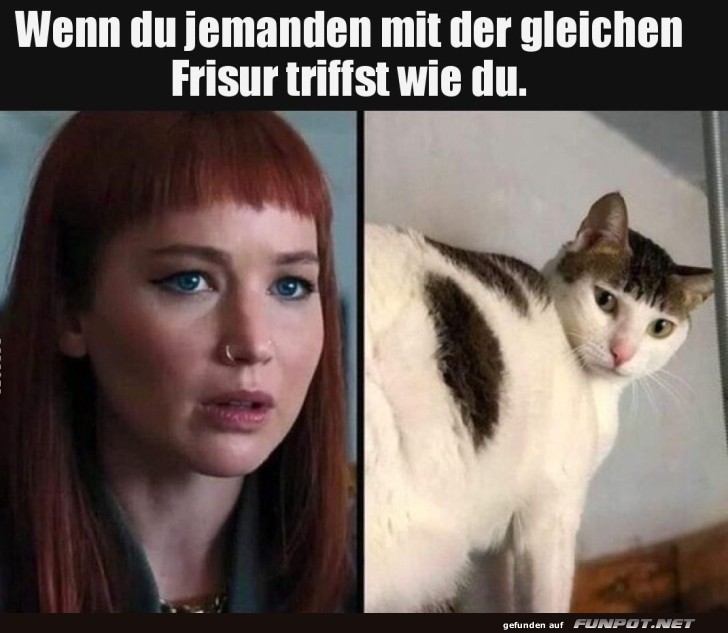 Katzen im Frisuren-Doppelgänger Club Katzen im Frisuren-Doppelgänger Club