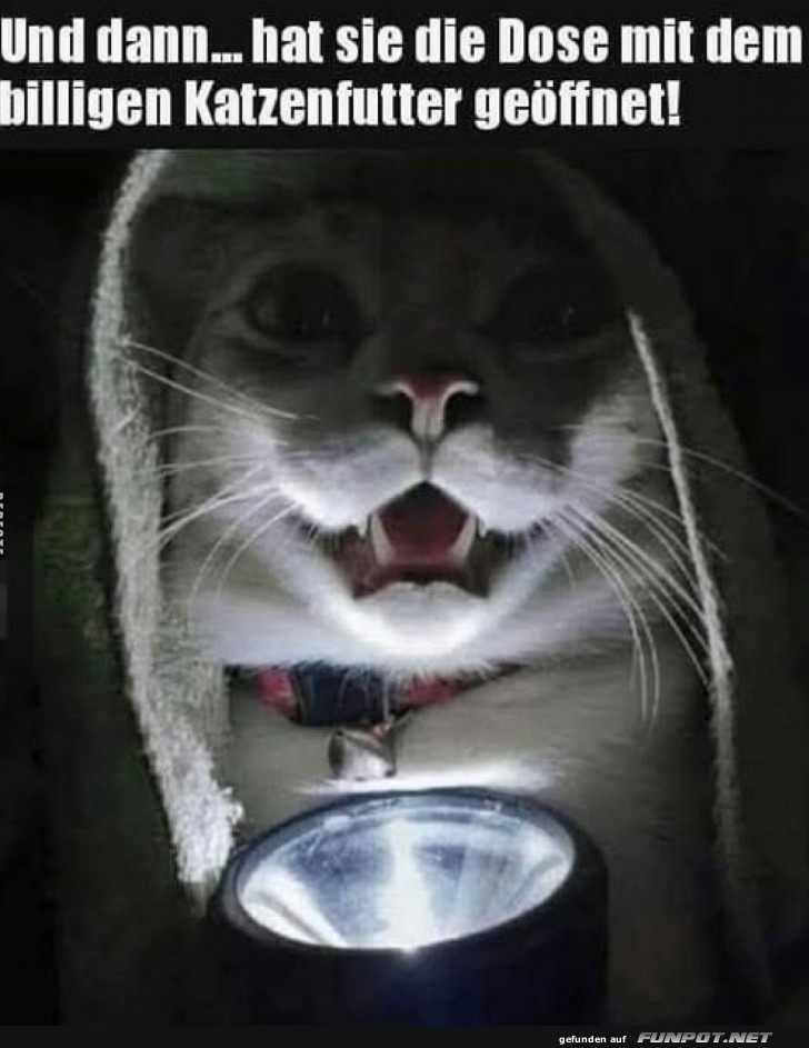 Katzenkrimi: Das billige Futter-Dilemma Katzenkrimi: Das billige Futter-Dilemma