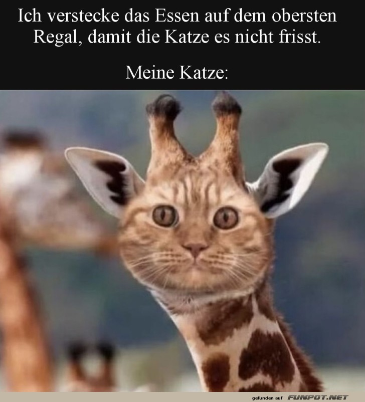 Wenn die Katze Giraffen-Gene hat! Wenn die Katze Giraffen-Gene hat!