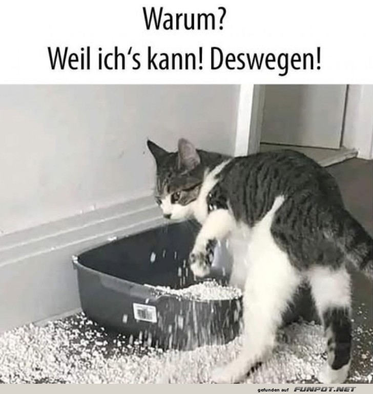 Katzenlogik: Chaos hat Methode Katzenlogik: Chaos hat Methode