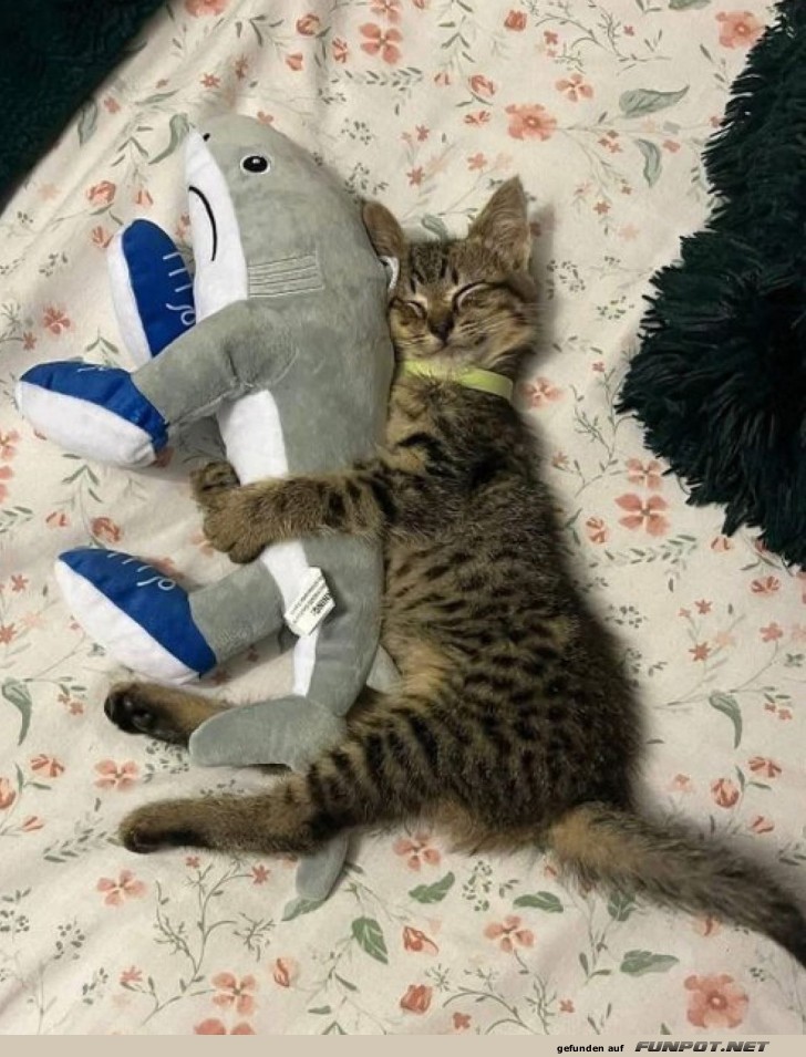 Katzenkuscheln: Wenn Haie Freunde sind! Katzenkuscheln: Wenn Haie Freunde sind!