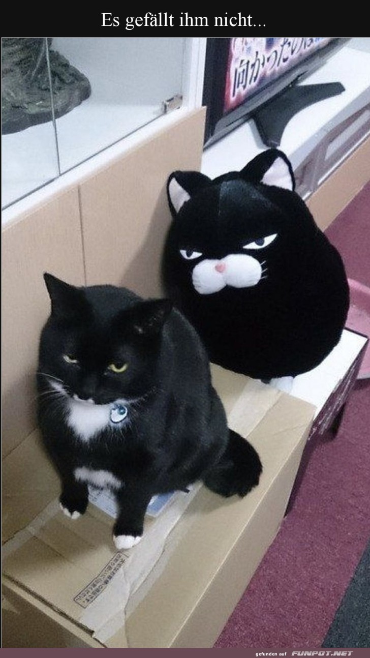 Katzendoppelgänger entdeckt! Katzendoppelgänger entdeckt!