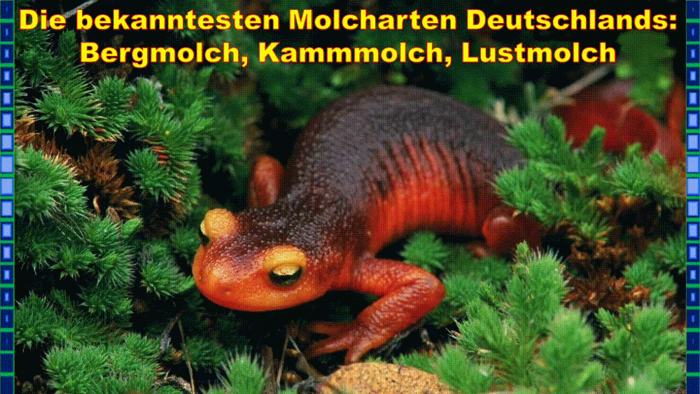 Molcharten Molcharten
