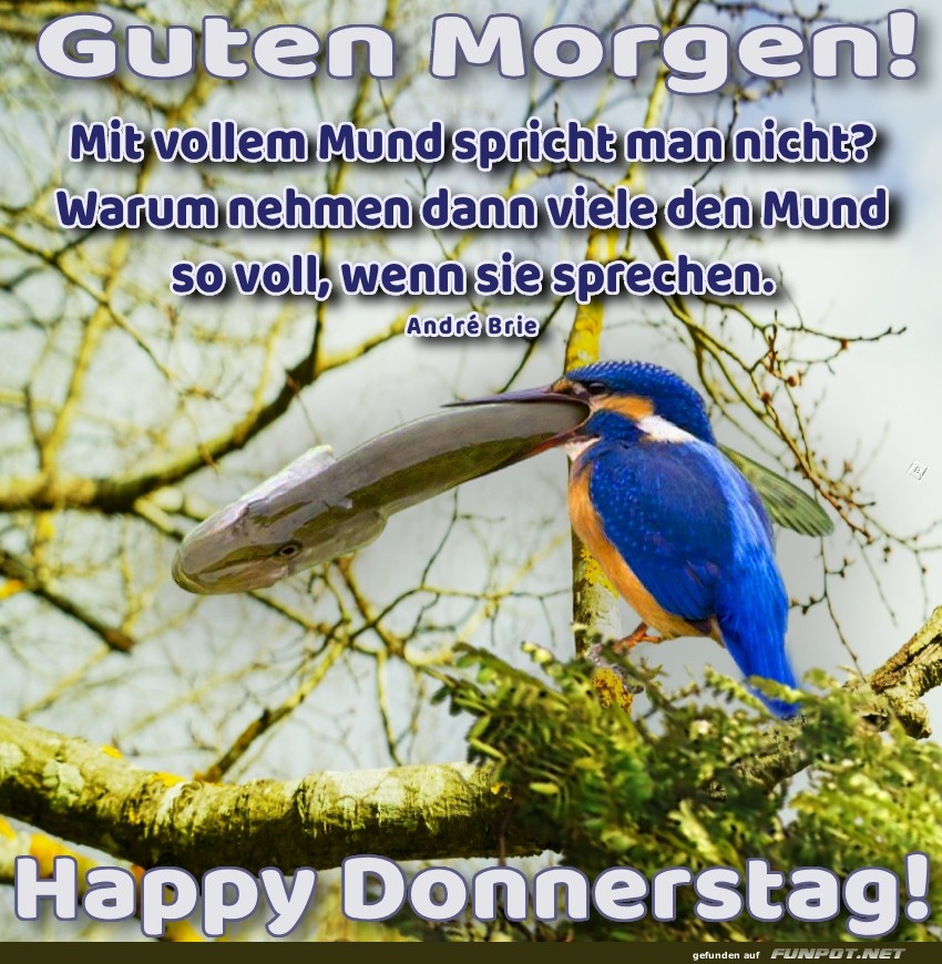 Knig der Quassler mit frisch gefangener Mahlzeit