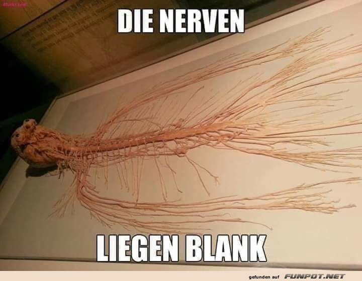 Die Nerven liegen blank - wortwörtlich! Die Nerven liegen blank - wortwörtlich!