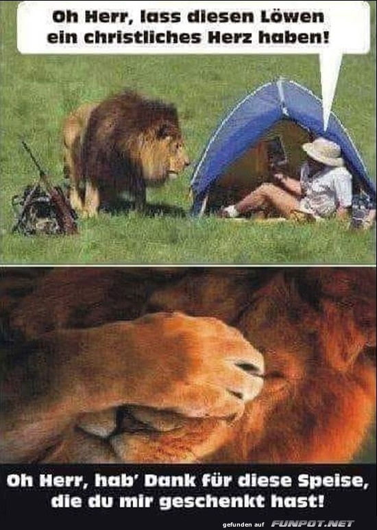 Camping mit Lwen: Ein himmlisches Abenteuer!