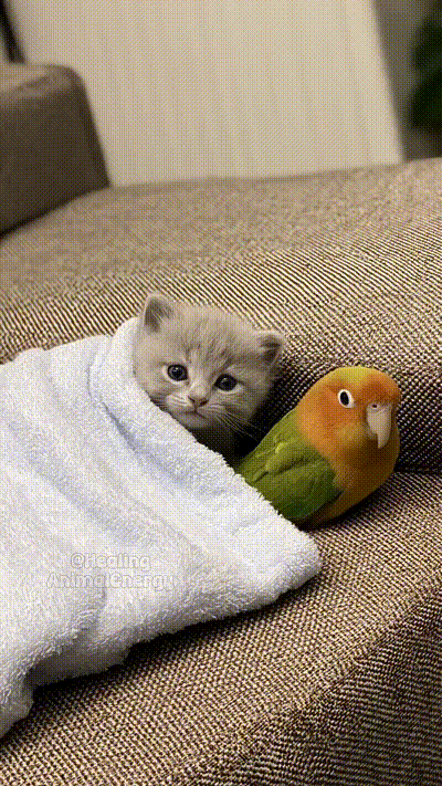 Tierische Freunde