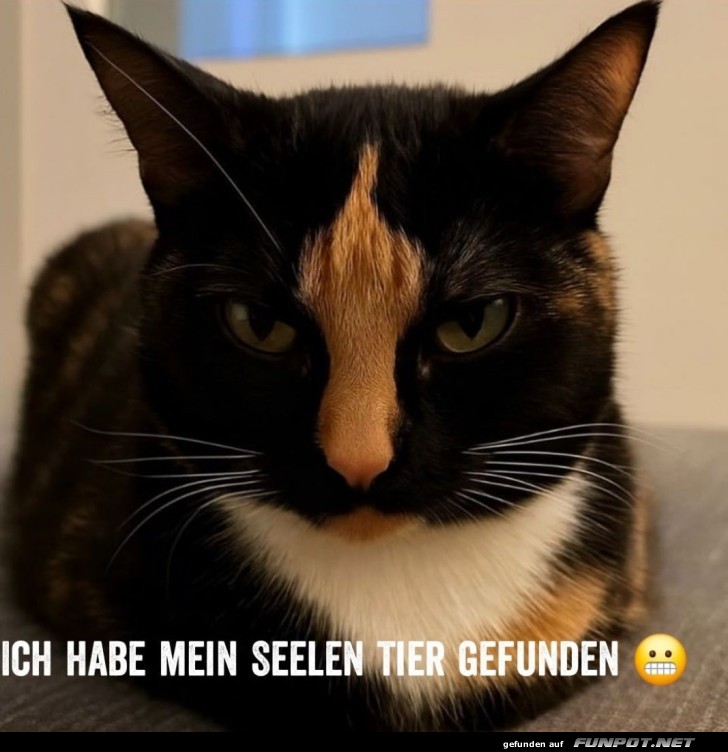 Grimmiger Blick der Katzen-Weisheit