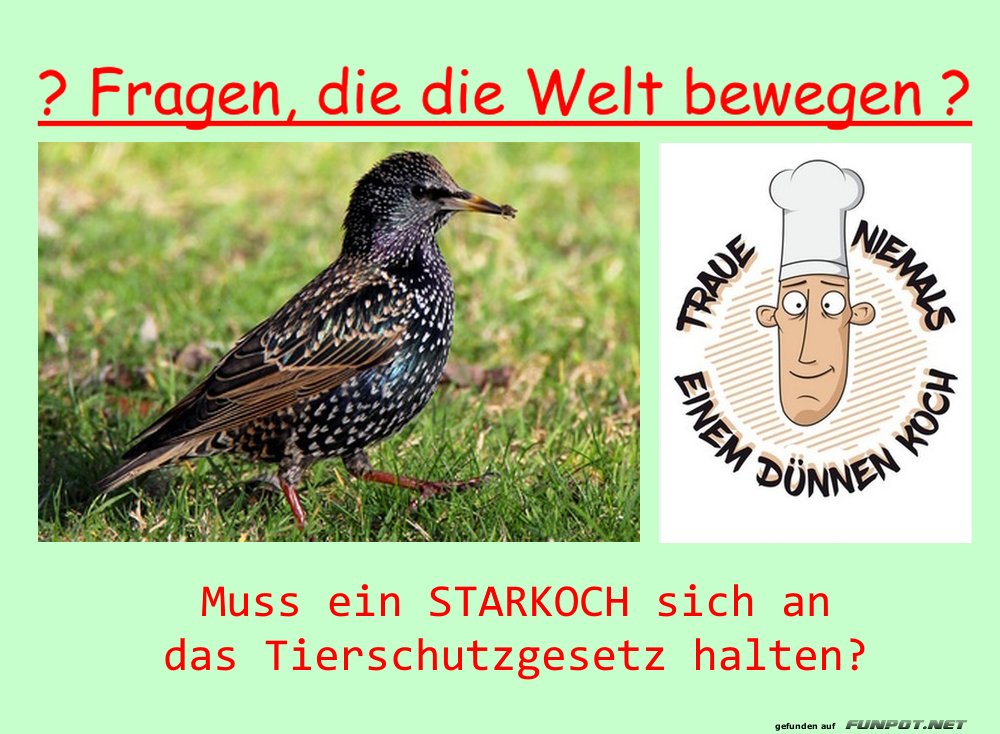 Müssen Starköche Tiergesetze beachten? Müssen Starköche Tiergesetze beachten?