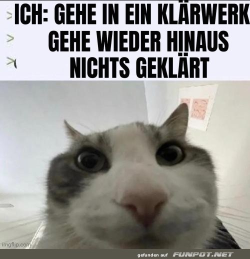 Katzen-Logik: Klärwerk ohne Klarheit Katzen-Logik: Klärwerk ohne Klarheit