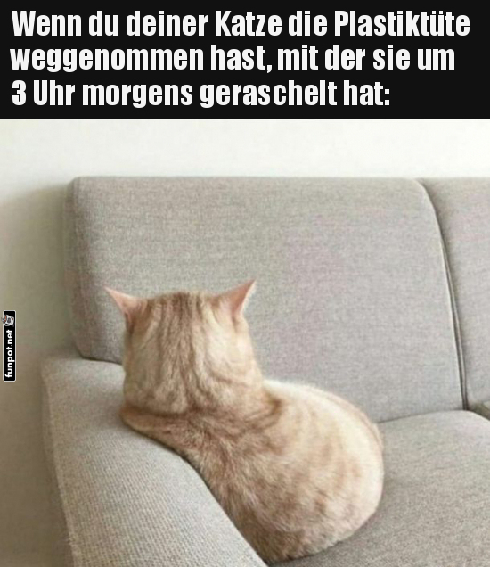 Katze ist beleidigt