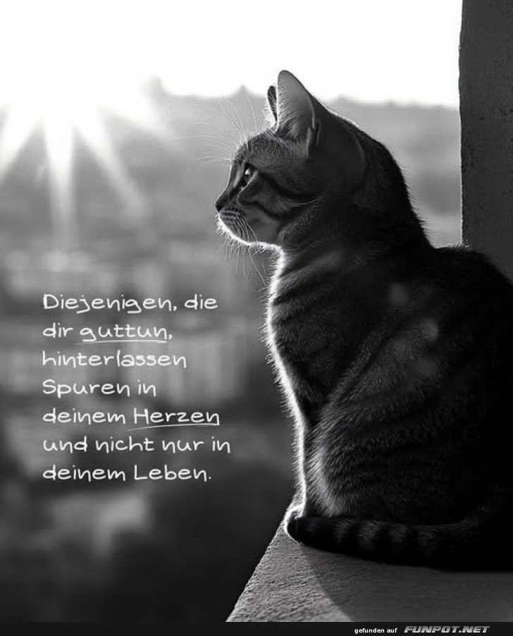 Philosophische Katze bei Sonnenaufgang Philosophische Katze bei Sonnenaufgang