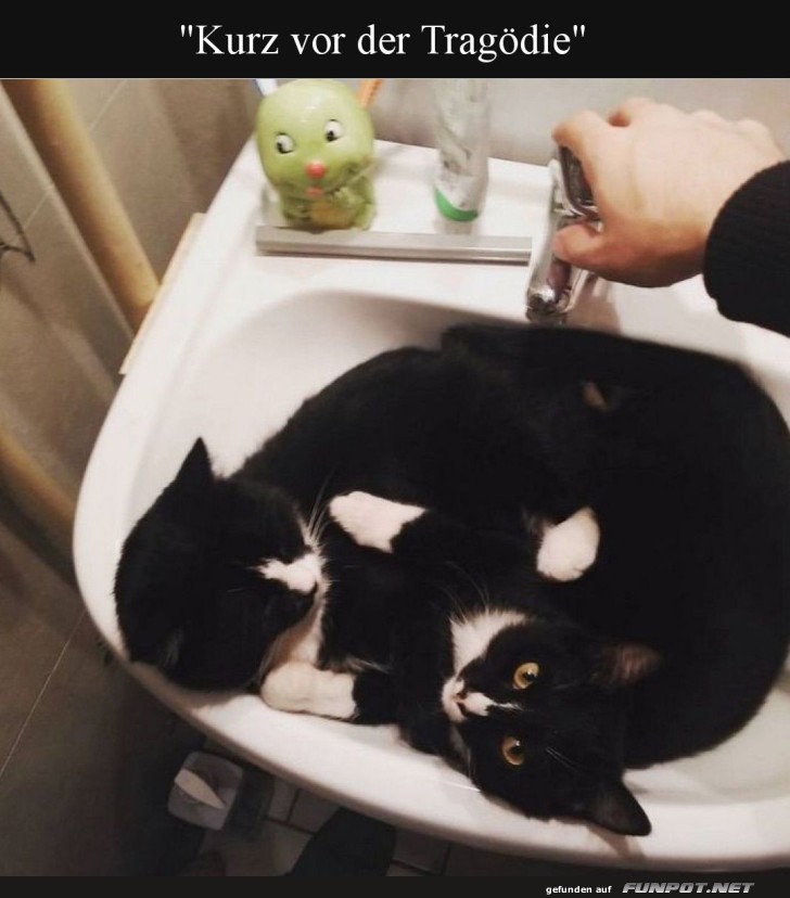 Katzen im Waschbecken: Gleich wird's nass! Katzen im Waschbecken: Gleich wird's nass!