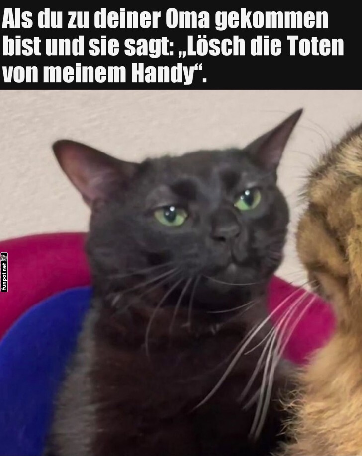 Wenn Katzen Omas Tech-Support geben mssen!