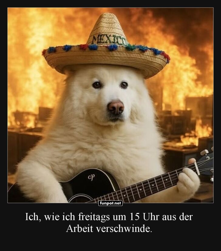 Wenn der Bürohund zum Sombrero greift! Wenn der Bürohund zum Sombrero greift!