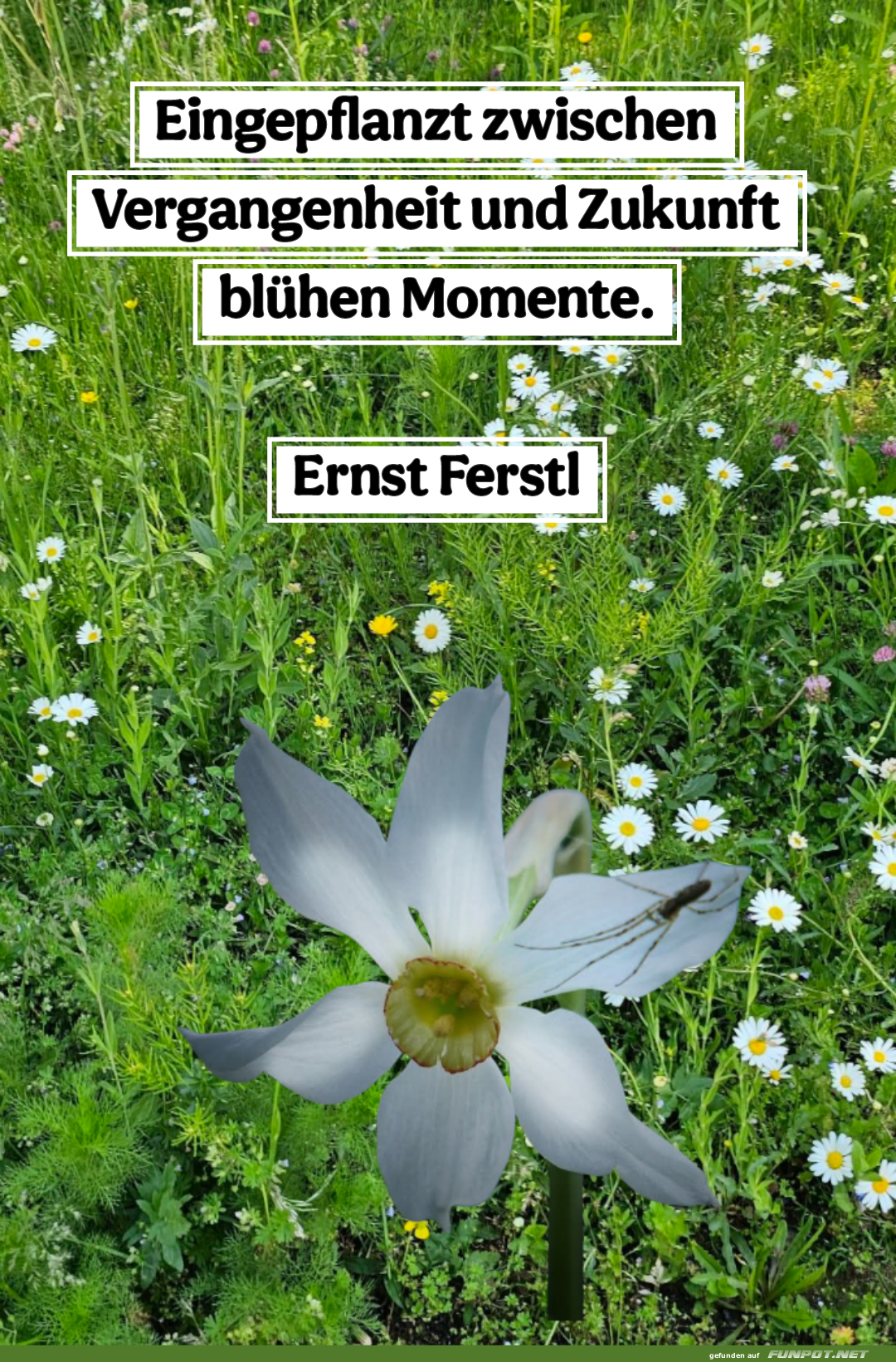 eingepflanzt zwischen eingepflanzt zwischen