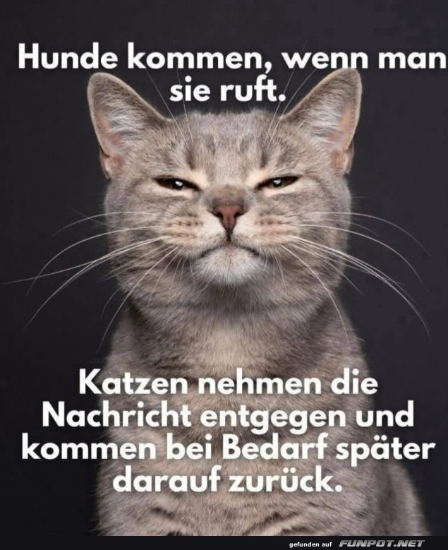 hunde kommen hunde kommen