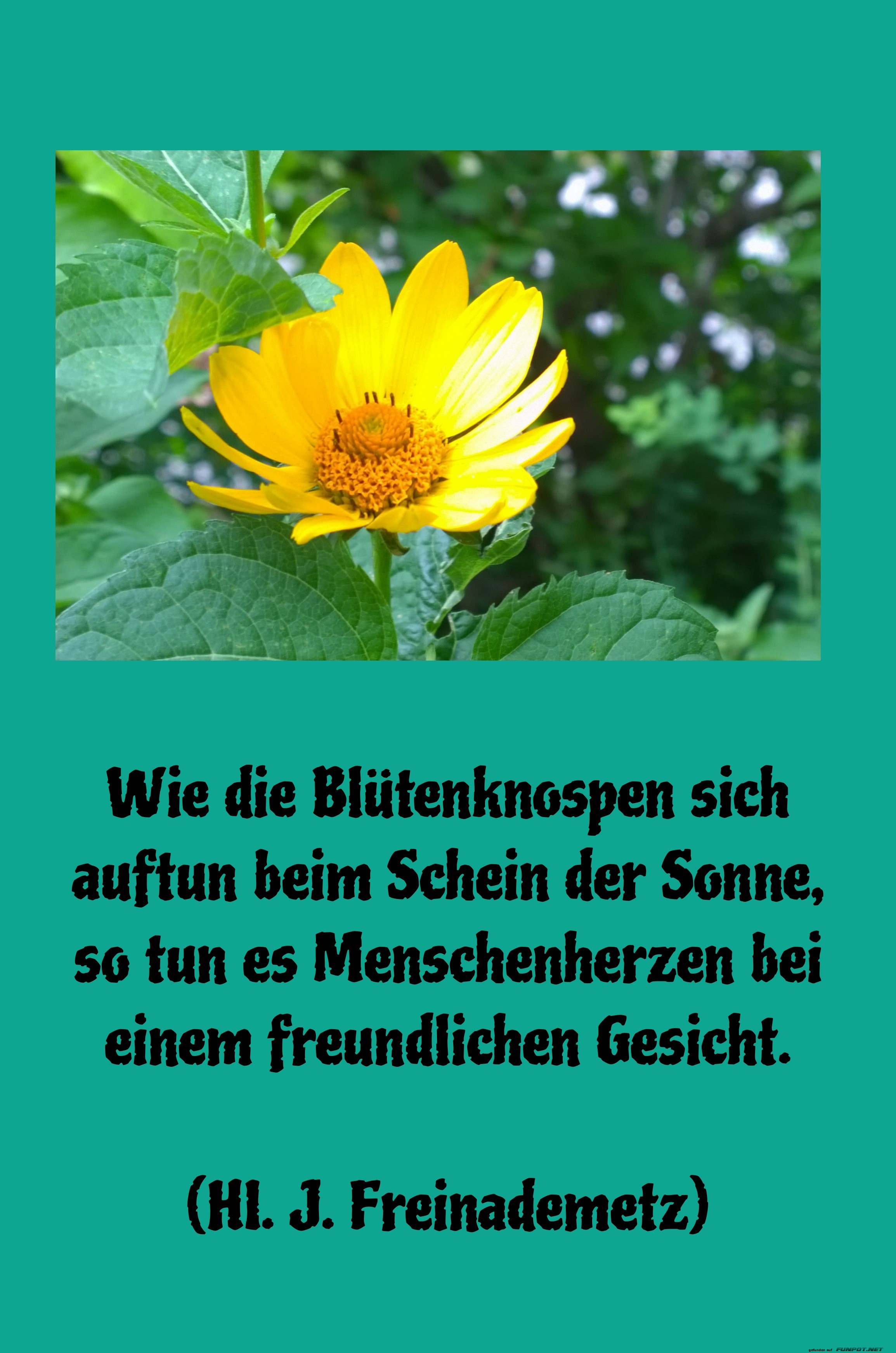 wie die blütenknospen sich auftun wie die blütenknospen sich auftun