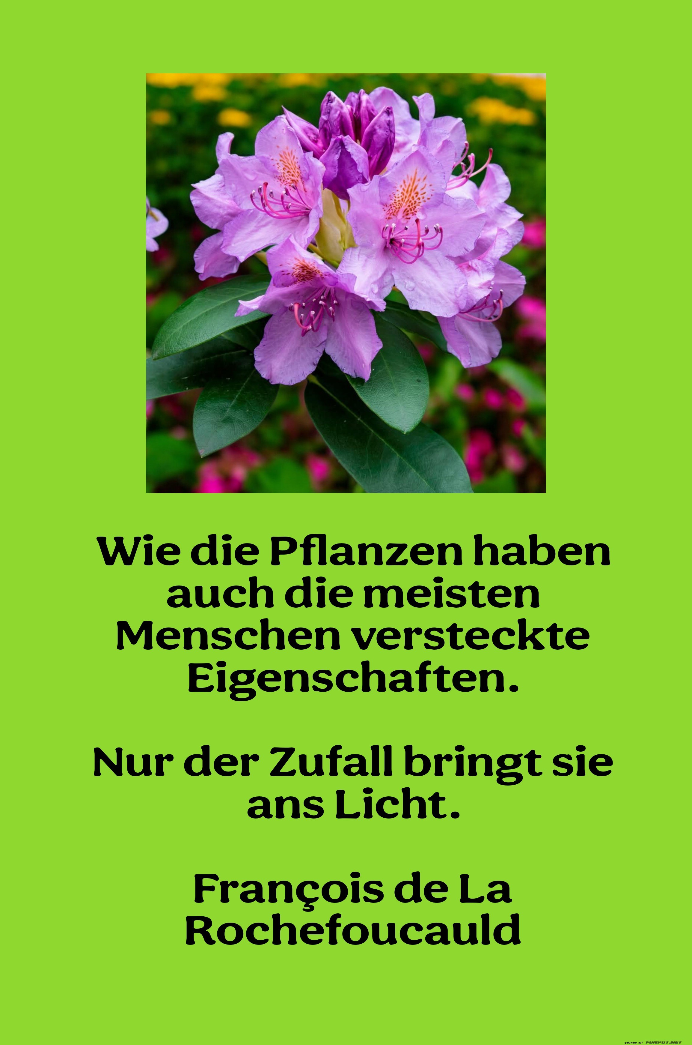 wie die pflanzen haben auch wie die pflanzen haben auch