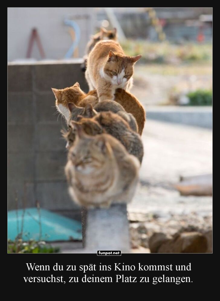 Die Katzen-Kino-Polonaise