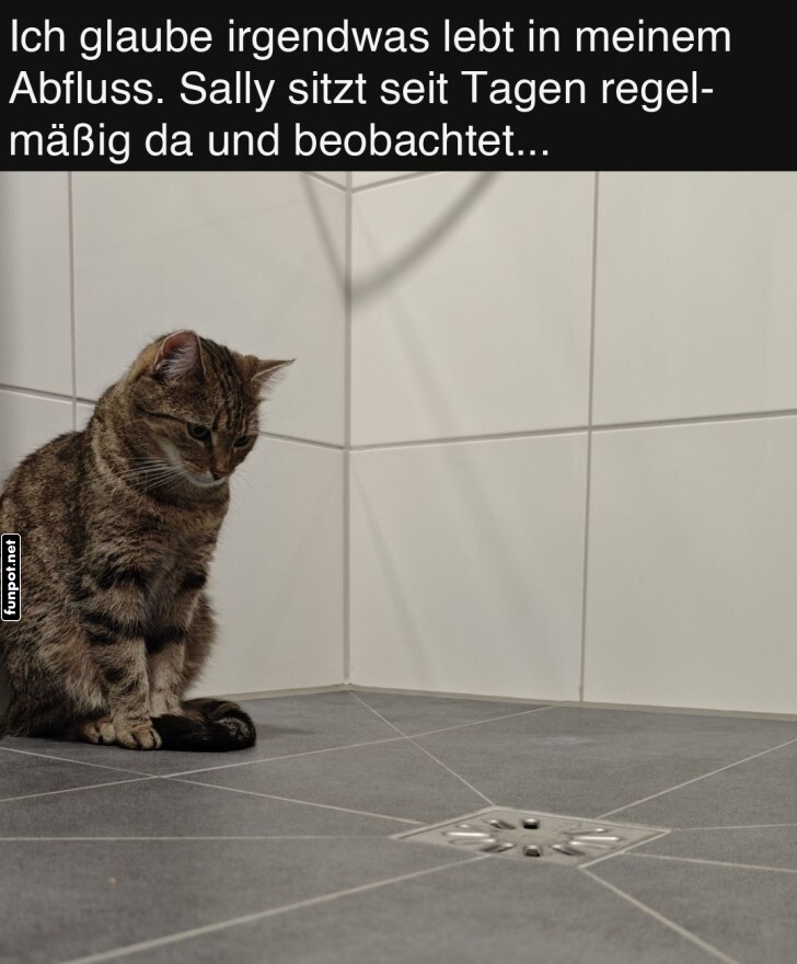 Katzen-Detektiv im Badezimmer!