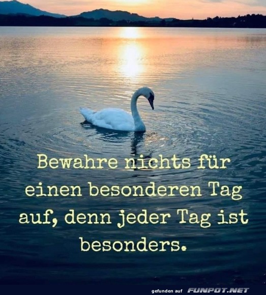 Jeder Tag ist Schwan-sational!