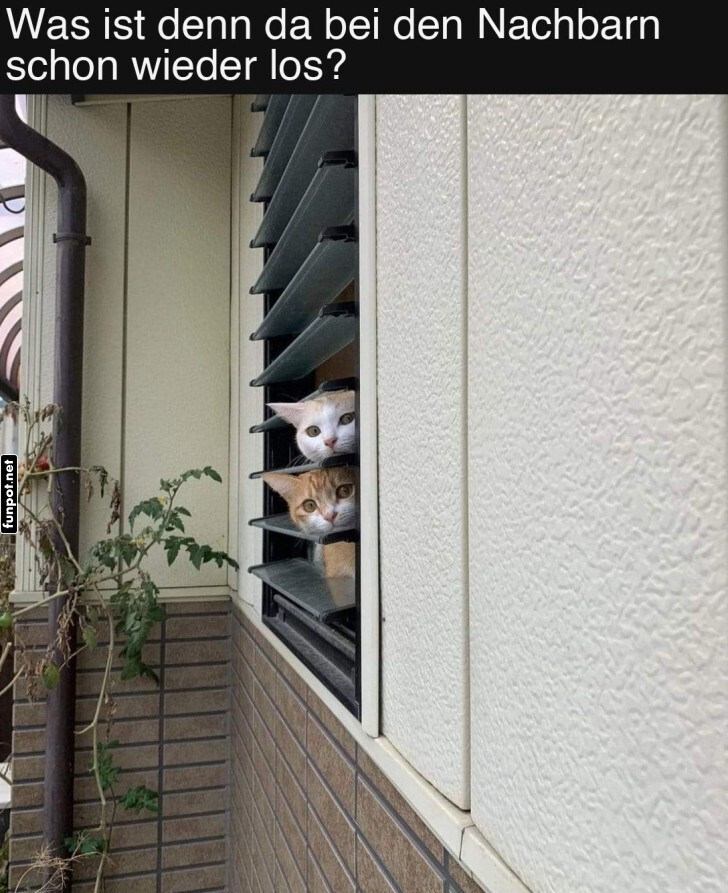 Katzendetektive im Einsatz!