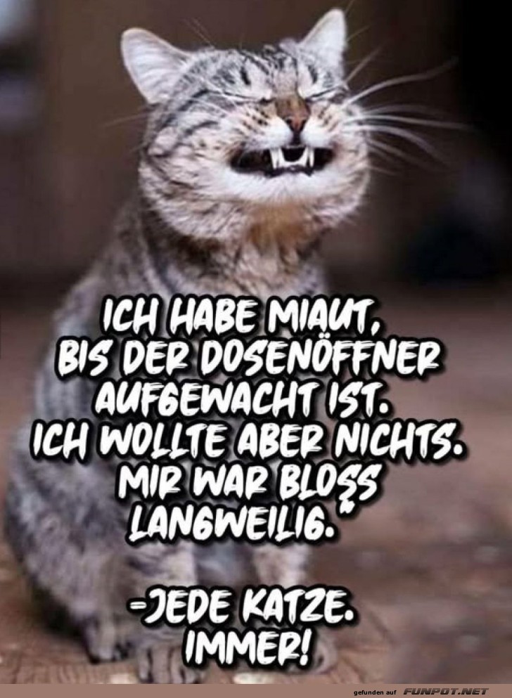 Katzengeheimnis: Miau aus Langeweile!