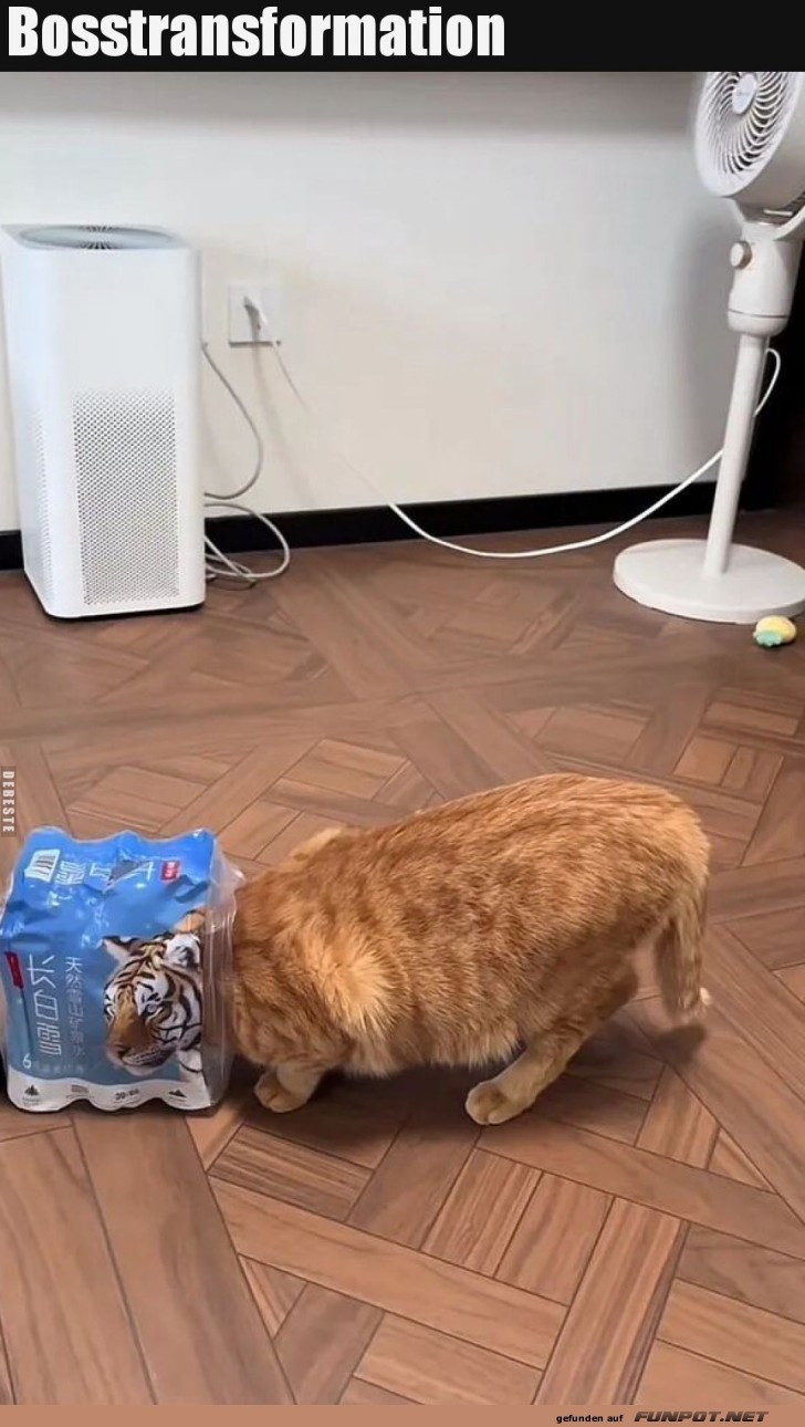 Wenn der Wasserfilter zu schnurren beginnt