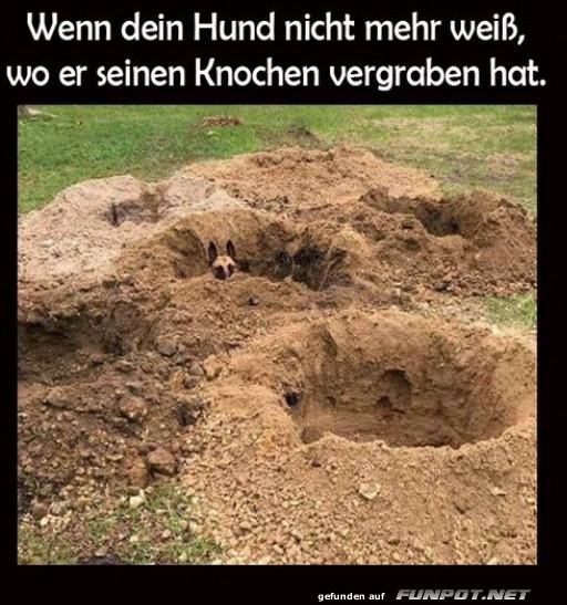 Ein Hund auf Schatzsuche!
