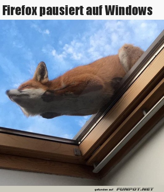 Fuchs in der Cloud
