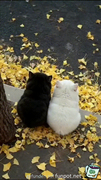 Ktzchen im Herbst