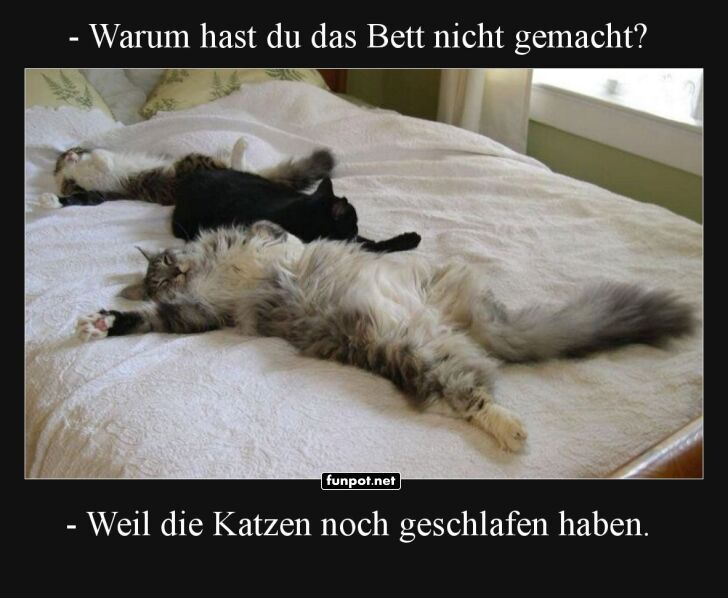 Katzenlogik: Bett bleibt ungemacht!