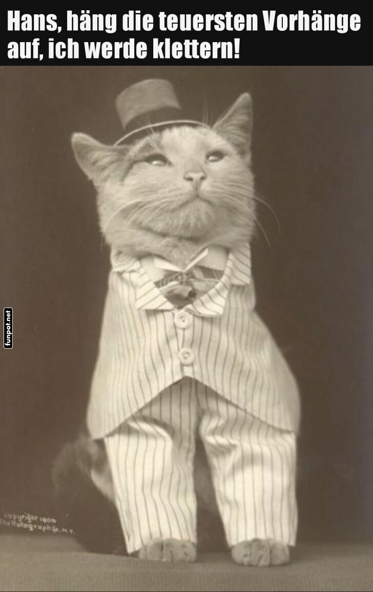 Der feine Kater mit groen Plnen