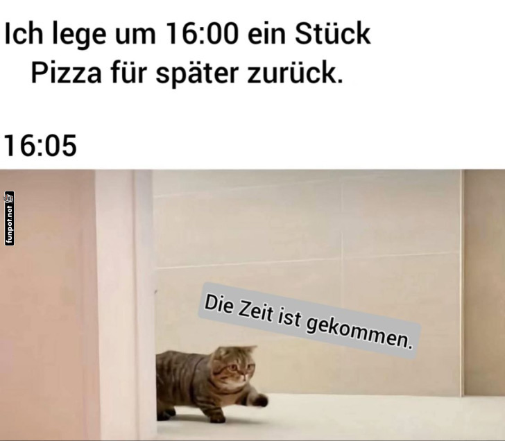 Pizza-Dieb auf Samtpfoten