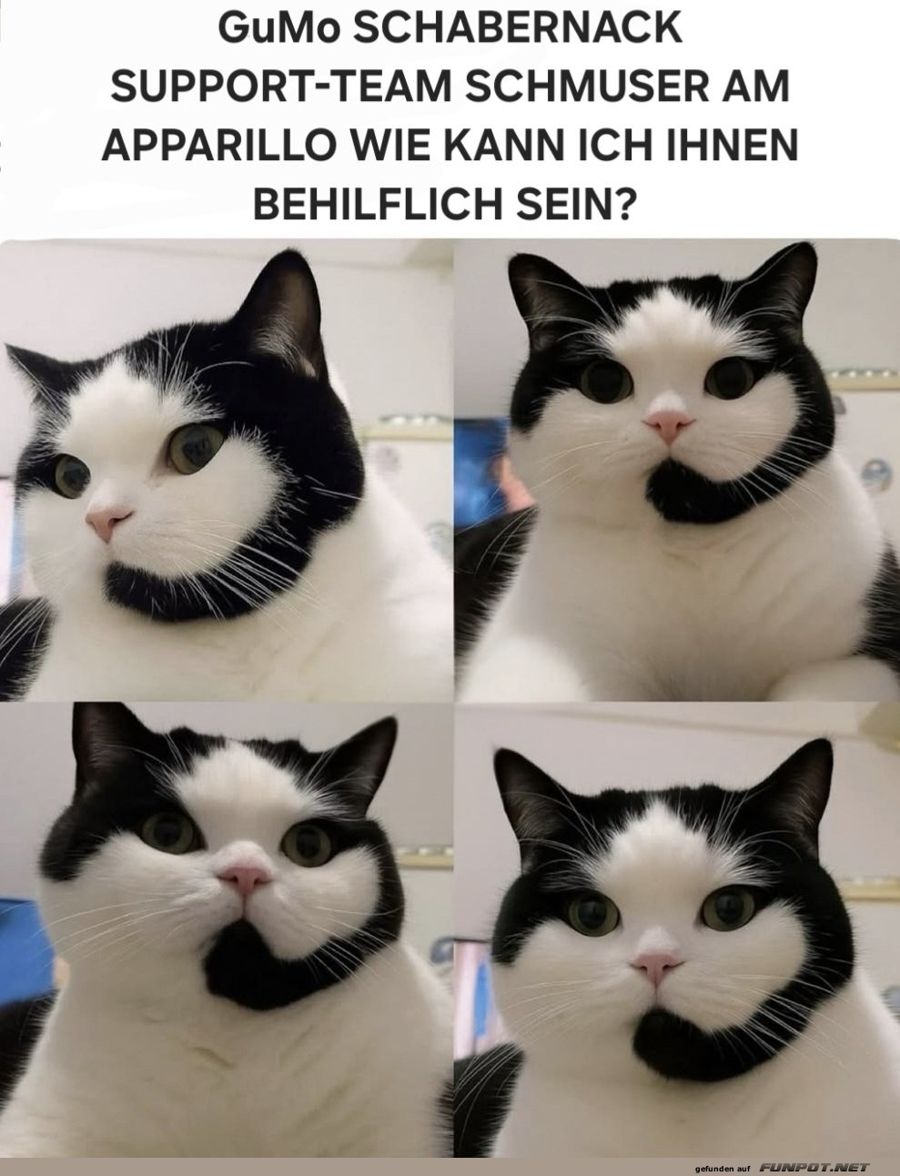 Katzen-Support: Wir helfen nur mit Schnurren! Katzen-Support: Wir helfen nur mit Schnurren!