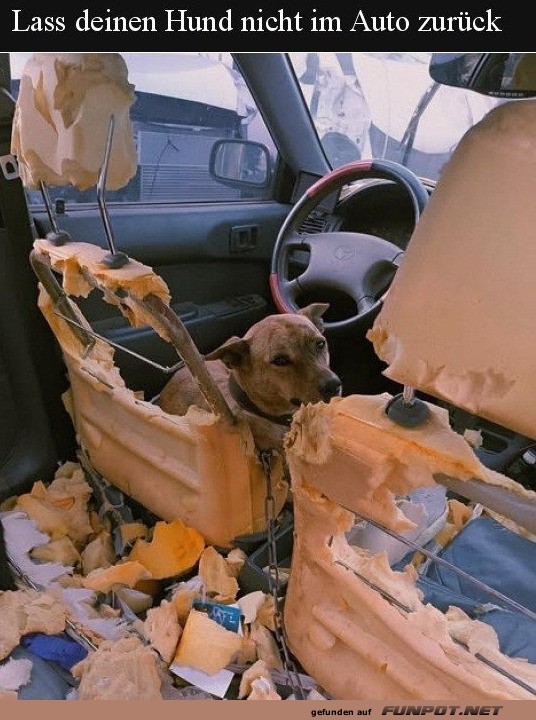 Auto-Innenarchitektur  la Fido