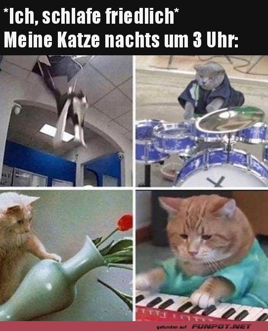 Katzenkonzert um 3 Uhr morgens! Katzenkonzert um 3 Uhr morgens!