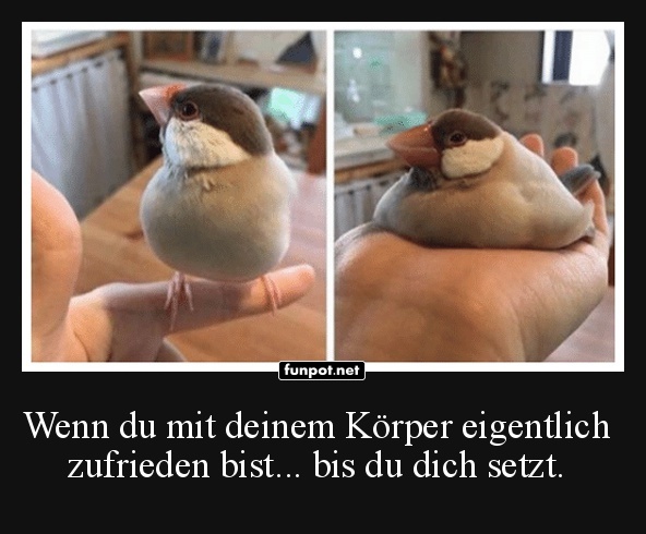 Vogel-Pose des Jahres! Vogel-Pose des Jahres!